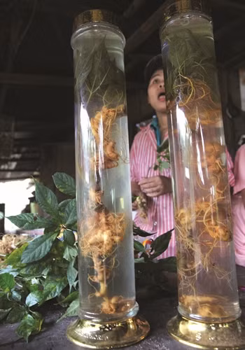 Sâm Ngọc Linh ngâm rượu càng tươi càng tốt, mỗi ngày uống một ly nhỏ có tác dụng tốt cho sức khỏe