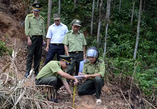Lực lượng kiểm lâm huyện An Lão (Bình Định) kiểm tra, đo đạc những cây Keo giống trồng trên diện tích rừng bị lấn chiếm trái phép.