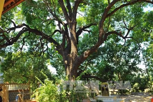 Những danh thắng nổi tiếng ở Phú Yên ảnh 8