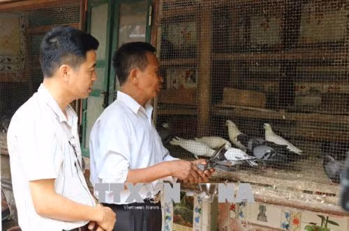 Ông Nguyễn Văn Hà, xã Việt Hùng, huyện Quế Võ, tỉnh Bắc Ninh đang chăm chim bồ câu bay. Ảnh: Thanh Thương - TTXVN