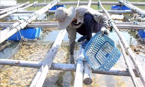 Hiện toàn tỉnh có khoảng 120 hộ thả nuôi thương phẩm hàu Thái Bình Dương với diện tích trung bình khoảng 2.000m2/hộ, sản lượng hàng năm của đạt khoảng 2.000 tấn (loại 20-30con/kg). Ảnh: Hoàng Nhị - TTXVN