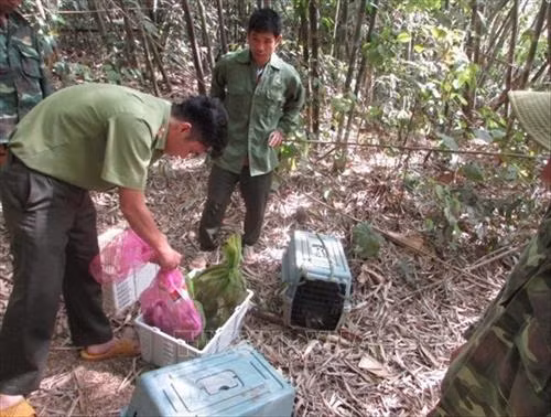 Các cá thể đông vật hoang dã được thả về rừng. Ảnh: K GỬIH –TTXVN