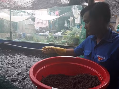 Anh Nhựt thường chia chia nhỏ lượng thức ăn cho cá thành 4 bữa mỗi ngày. Ảnh: nongnghiep.vn