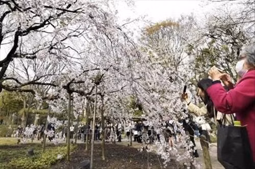 Hoa anh đào nở rộ trên sông Meguro, thủ đô Tokyo, Nhật Bản, ngày 3/4/2019. Ảnh: THX/ TTXVN Hoa anh đào nở rộ tại thủ đô Tokyo, Nhật Bản, ngày 27/3/2019. Ảnh: Kyodo/ TTXVN Người dân chiêm ngưỡng vẻ đẹp của hoa anh đào tại Tokyo, Nhật Bản, ngày 30/3/2019. Ảnh: Kyodo/ TTXVN