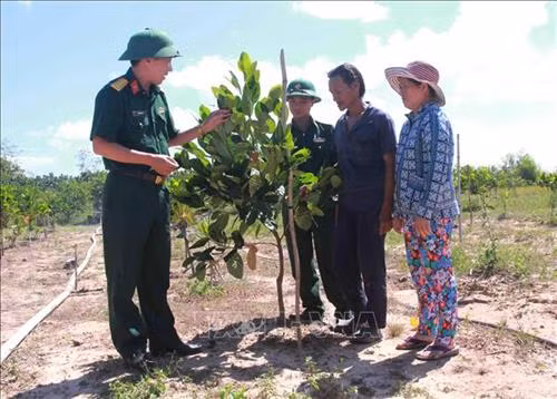 Cán bộ Đoàn Kinh tế-Quốc phòng 737 hướng dẫn người dân thôn 6, xã Ia R’vê, huyện Ea Súp, kỹ thuật chăm sóc cây mít thái siêu sớm. Ảnh: Phạm Cường-TTXVN