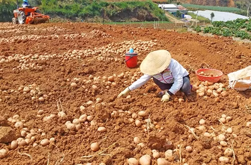 Nhà vườn Đà Lạt chỉ cần thu gom củ khoai tây sau khi máy đào chạy qua.