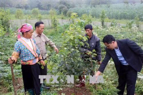 Bí thư Đảng ủy, Chủ tịch UBND xã Sà Dề Phìn Sùng A Dờ hướng dẫn bà con cách chăm sóc và tạo tán cho cây lê. Ảnh: Công Tuyên - TTXVN