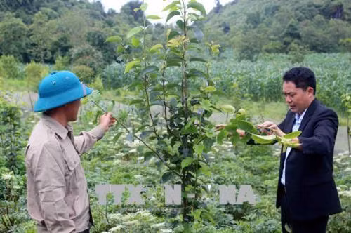 Bí thư Đảng ủy, Chủ tịch UBND xã Sà Dề Phìn Sùng A Dờ hướng dẫn bà con cách chăm sóc và tạo tán cho cây lê. Ảnh: Công Tuyên - TTXVN