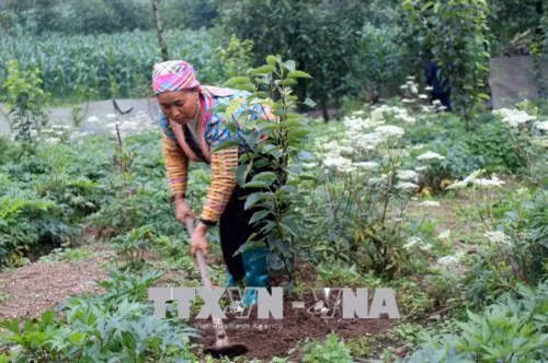 Bà con trong bản Sà Dề Phìn, xã Sà Dề Phìn chăm sóc cây lê. Ảnh: Công Tuyên - TTXVN