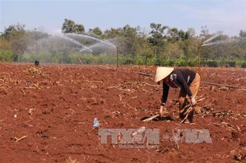 Đất được xới tơi xốp, thu dọn hết tàn dư thực vật trước khi tái canh cà phê. Ảnh: Phạm Cường-TTXVN