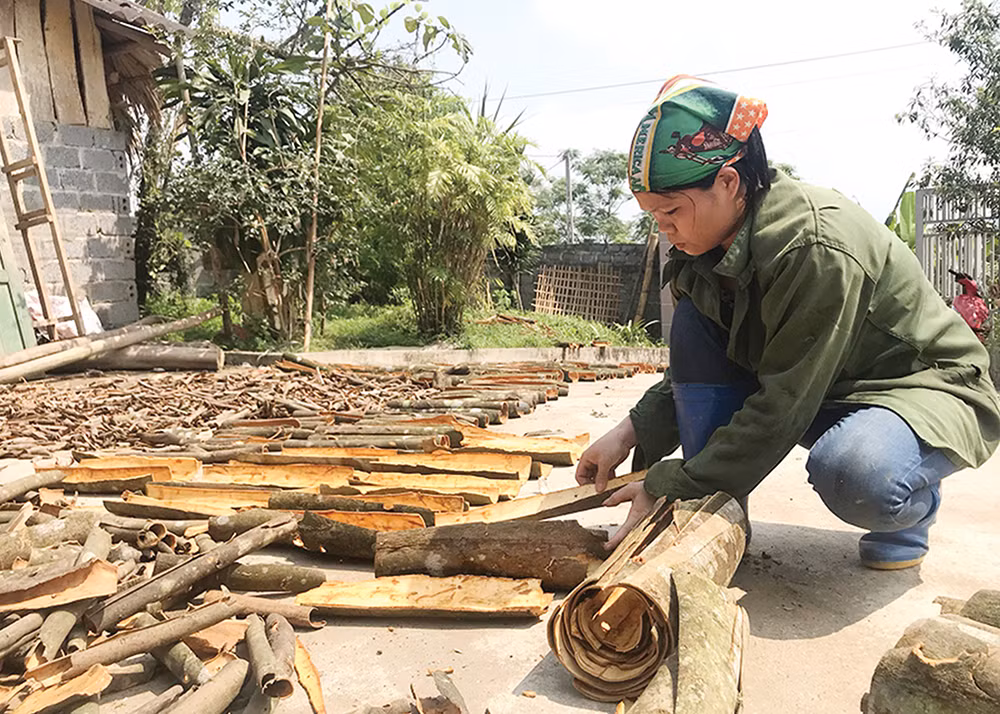 Hướng làm giàu mới của nông dân Phú Thọ ảnh 1