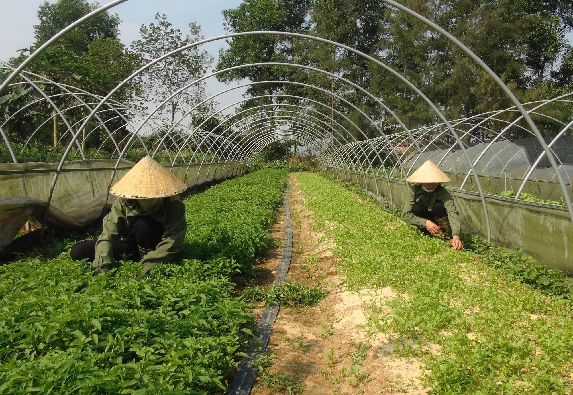 Mô hình rau sạch An Nông. Ảnh: Đức Thọ - TTXVN