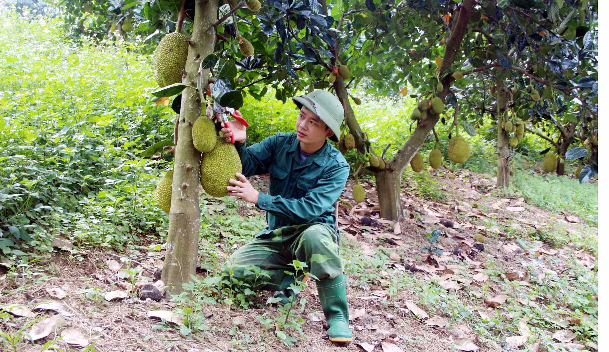 Tuyên Quang: Tăng thu nhập từ chuyển đổi cơ cấu cây trồng ảnh 1