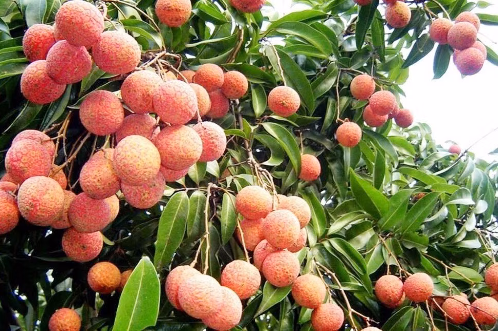 Đắk Lắk nâng cao vị thế, phát triển ổn định cây vải thiều ảnh 2