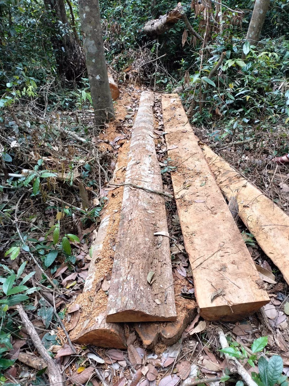 Rừng tại Gia Lai liên tiếp bị xâm hại ảnh 1