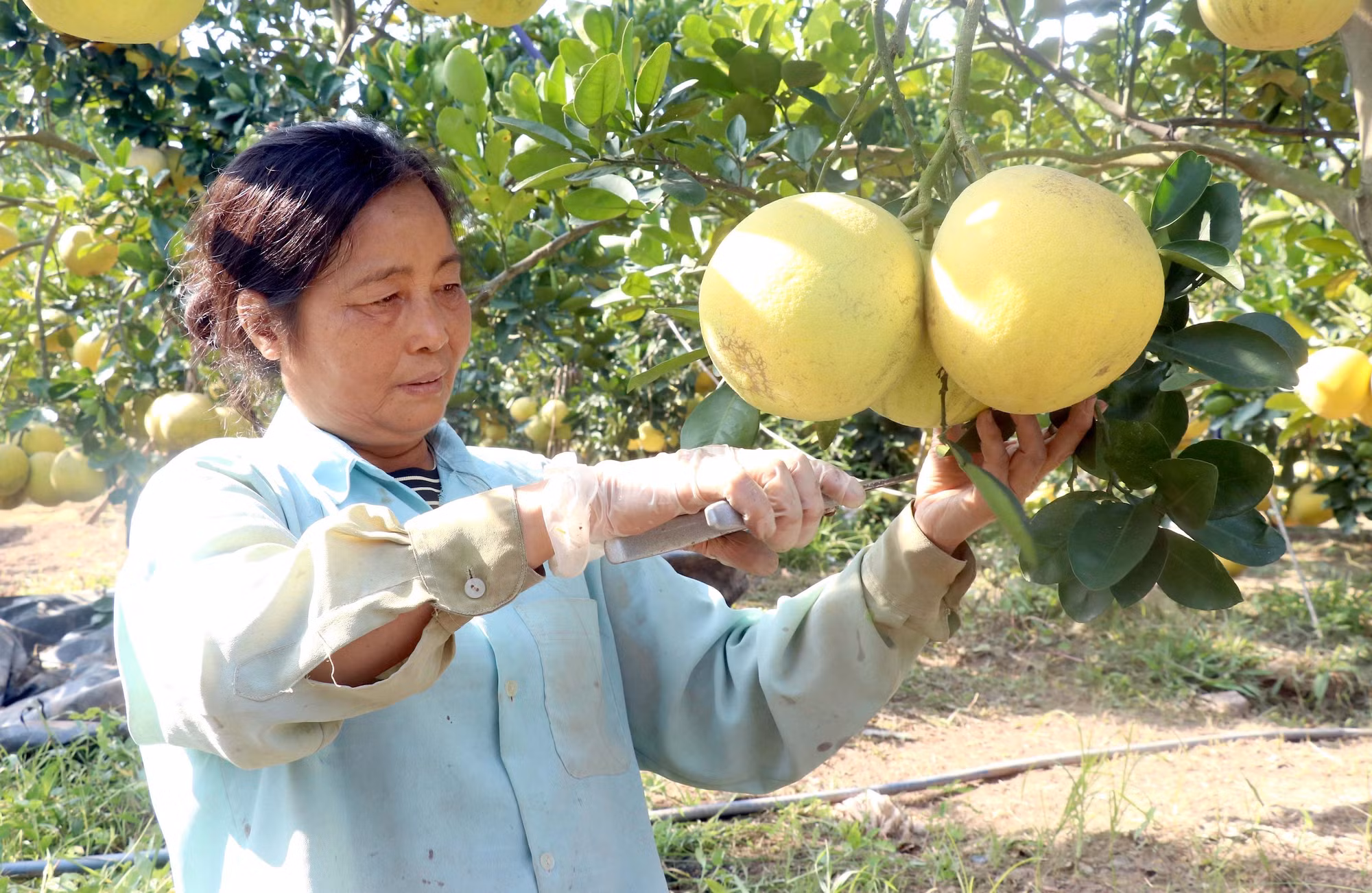 Trồng bưởi theo tiêu chuẩn VietGAP cho hiệu quả cao ảnh 1