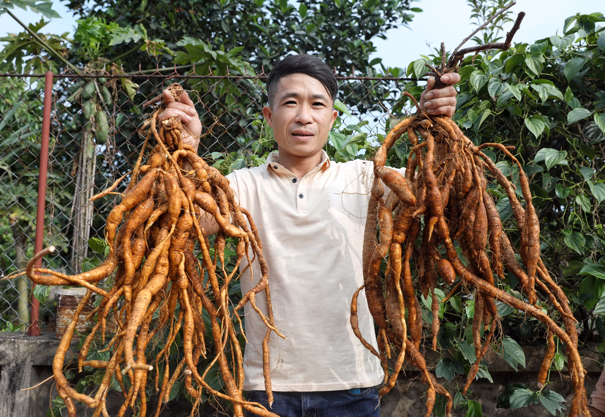 Chị Nguyễn Thị Kim Dung với ước mơ đưa sâm Nam núi Dành trở thành cây trồng của người Việt ảnh 4