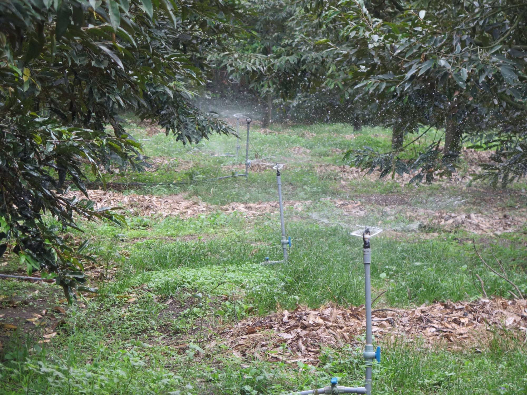 Kon Tum tìm giải pháp phát triển hợp tác xã nông nghiệp ảnh 1