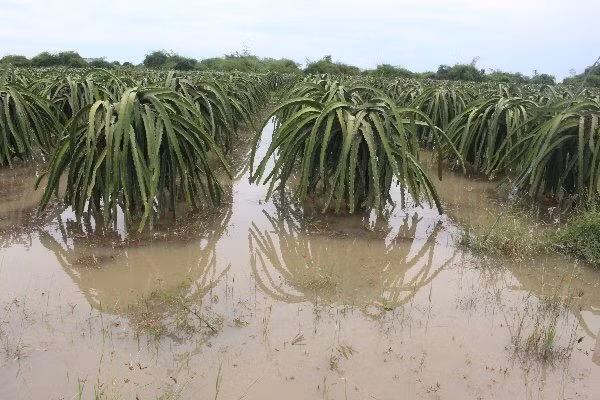 Bình Thuận: Mưa lớn kéo dài gây ngập nhiều diện tích sản xuất nông nghiệp ảnh 1 Bình Thuận: Mưa lớn kéo dài gây ngập nhiều diện tích sản xuất nông nghiệp ảnh 1