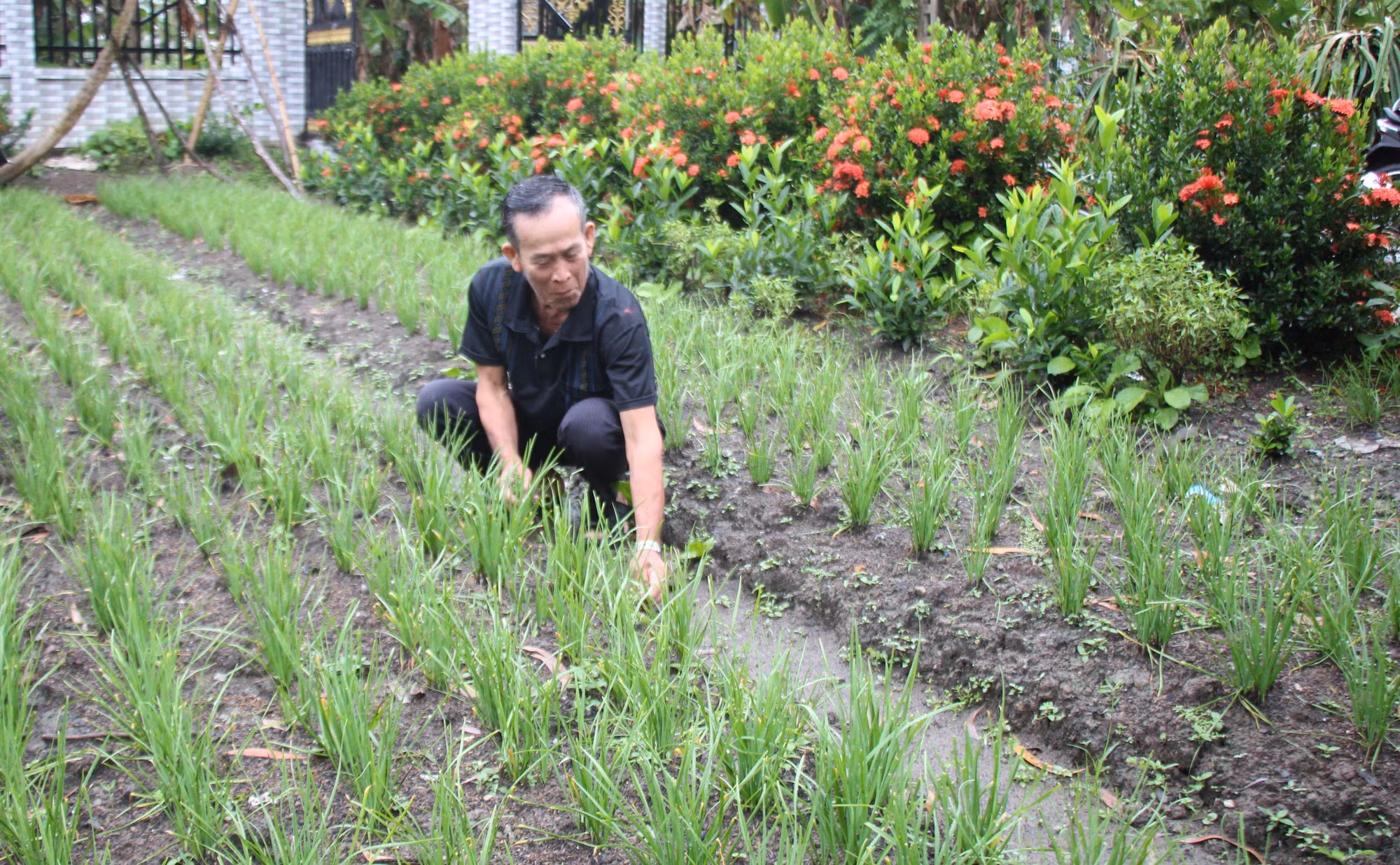 Đưa mô hình sinh kế đến với đồng bào Khmer vùng Đồng bằng sông Cửu Long ảnh 3