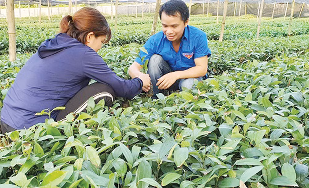 Hướng làm giàu mới của nông dân Phú Thọ ảnh 2