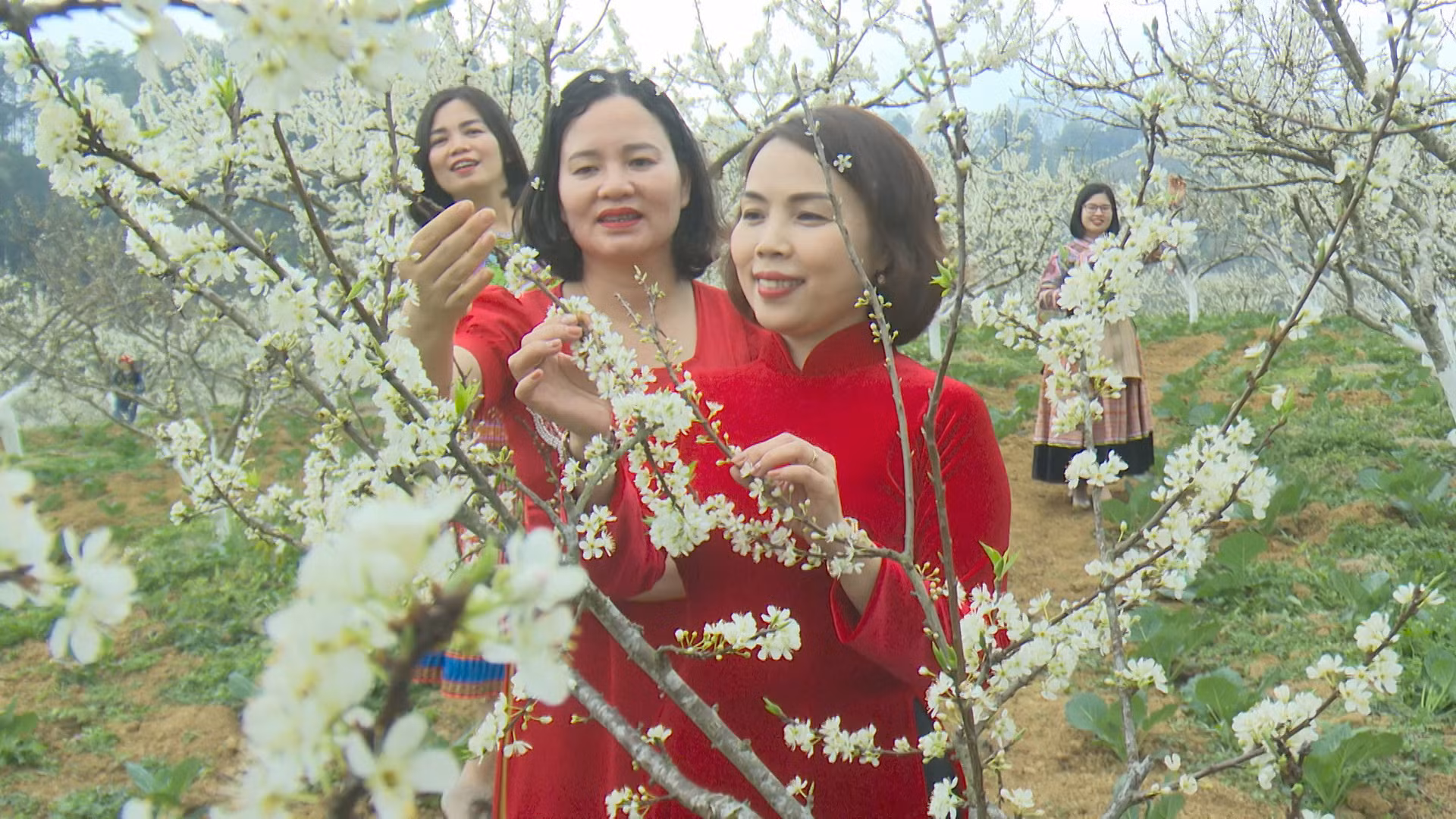 Lợi ích kép khi nông nghiệp và du lịch "kết đôi" ở Lào Cai ảnh 2