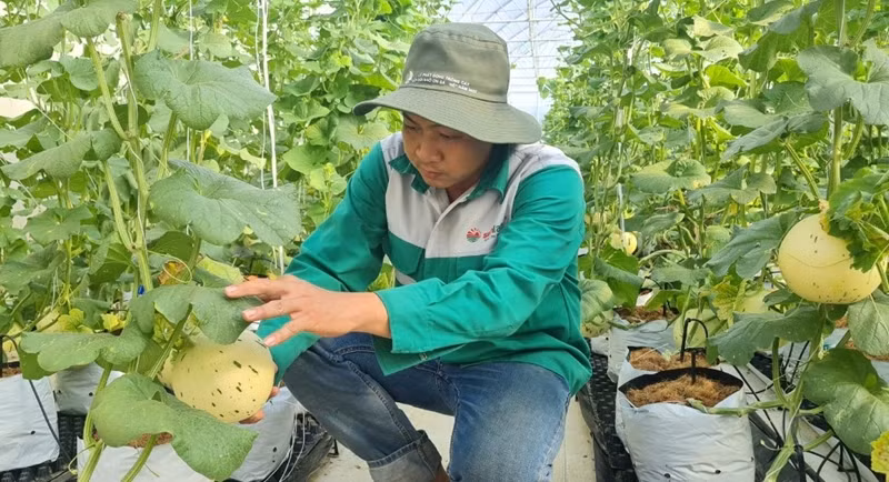 Bình Phước: Nông dân dân tộc thiểu số liên kết sản xuất nông nghiệp sạch ảnh 1