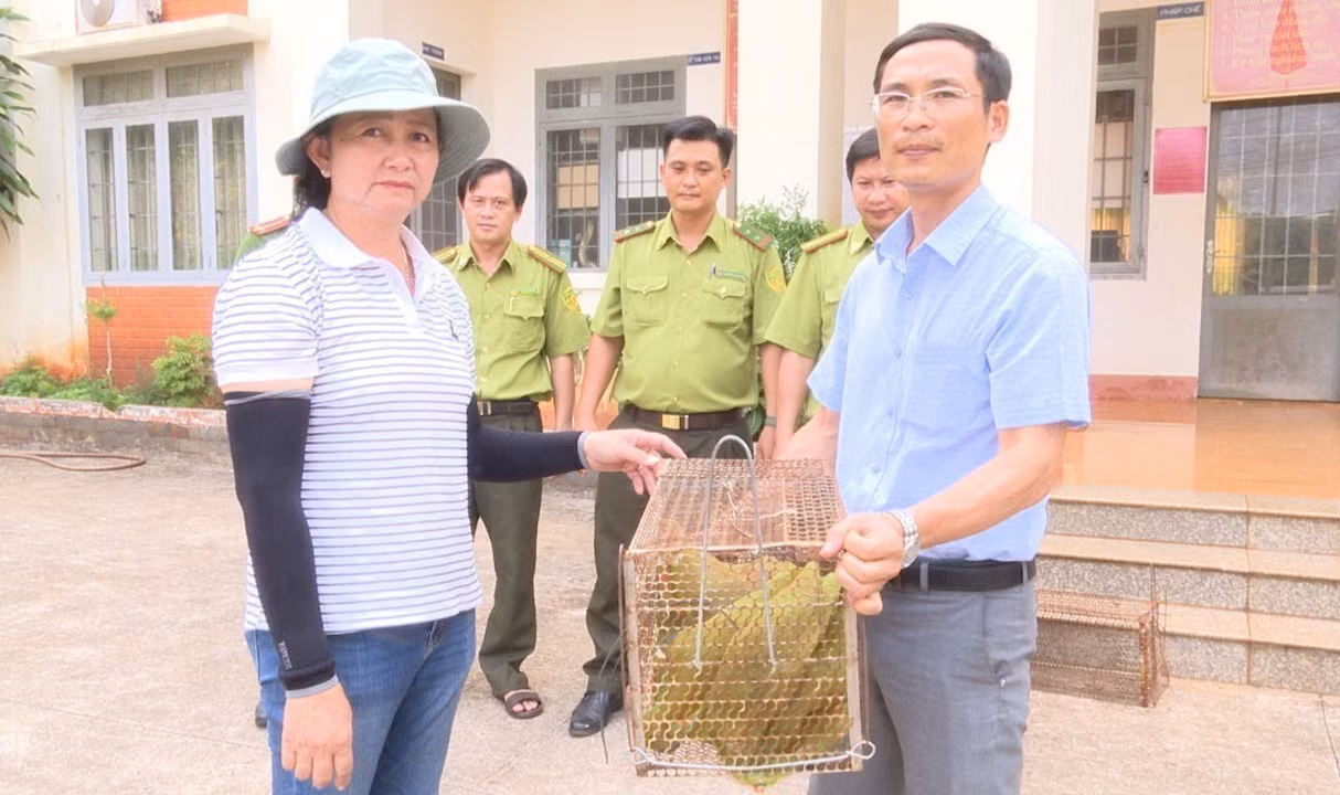 Bắt được hai cá thể rái cá quý hiếm, người dân bàn giao cho Kiểm lâm ảnh 2
