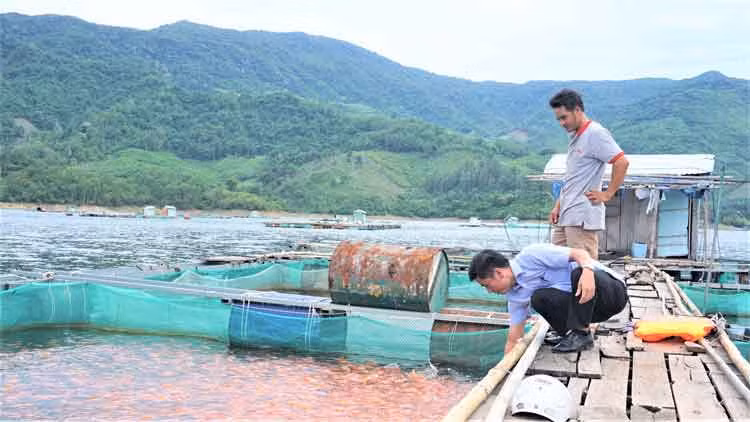 Nuôi cá lồng bè thu lãi cao ở lòng hồ Định Bình ảnh 1