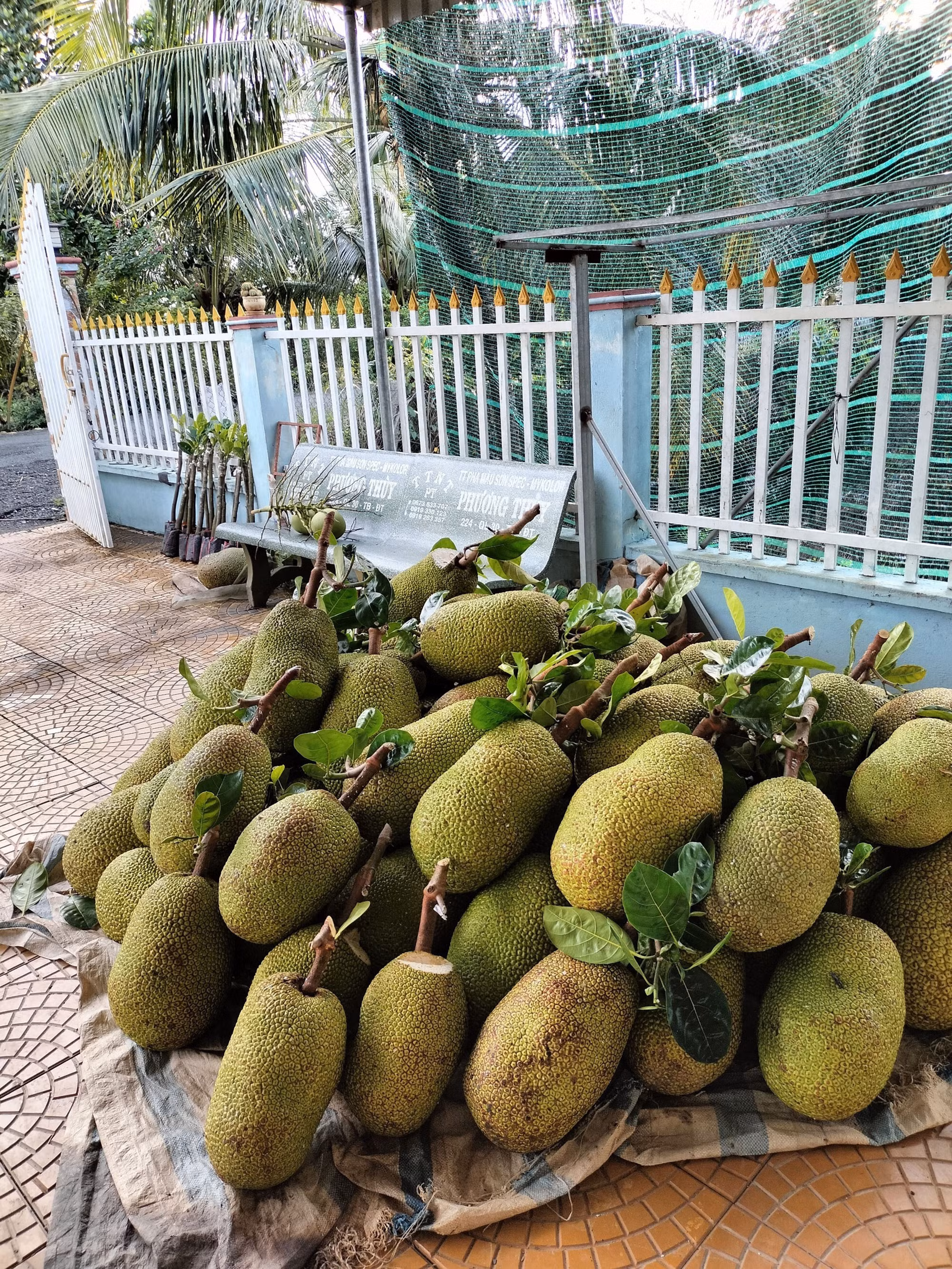 Chuyển đổi cây trồng đem lại hiệu quả gấp từ 2 - 8 lần ở Đồng Tháp ảnh 2