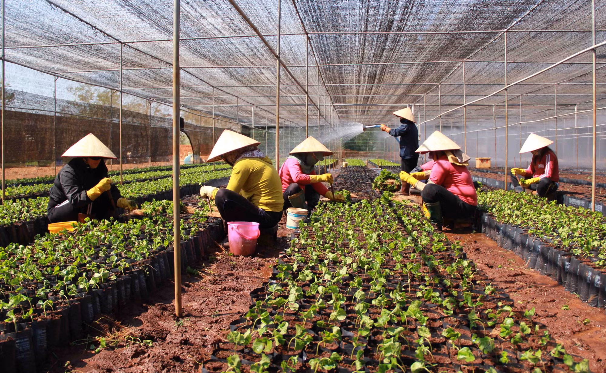 Thực hiện Nghị quyết 23-NQ/TW của Bộ Chính trị: Đắk Lắk xác định 4 trụ cột tăng trưởng ảnh 2