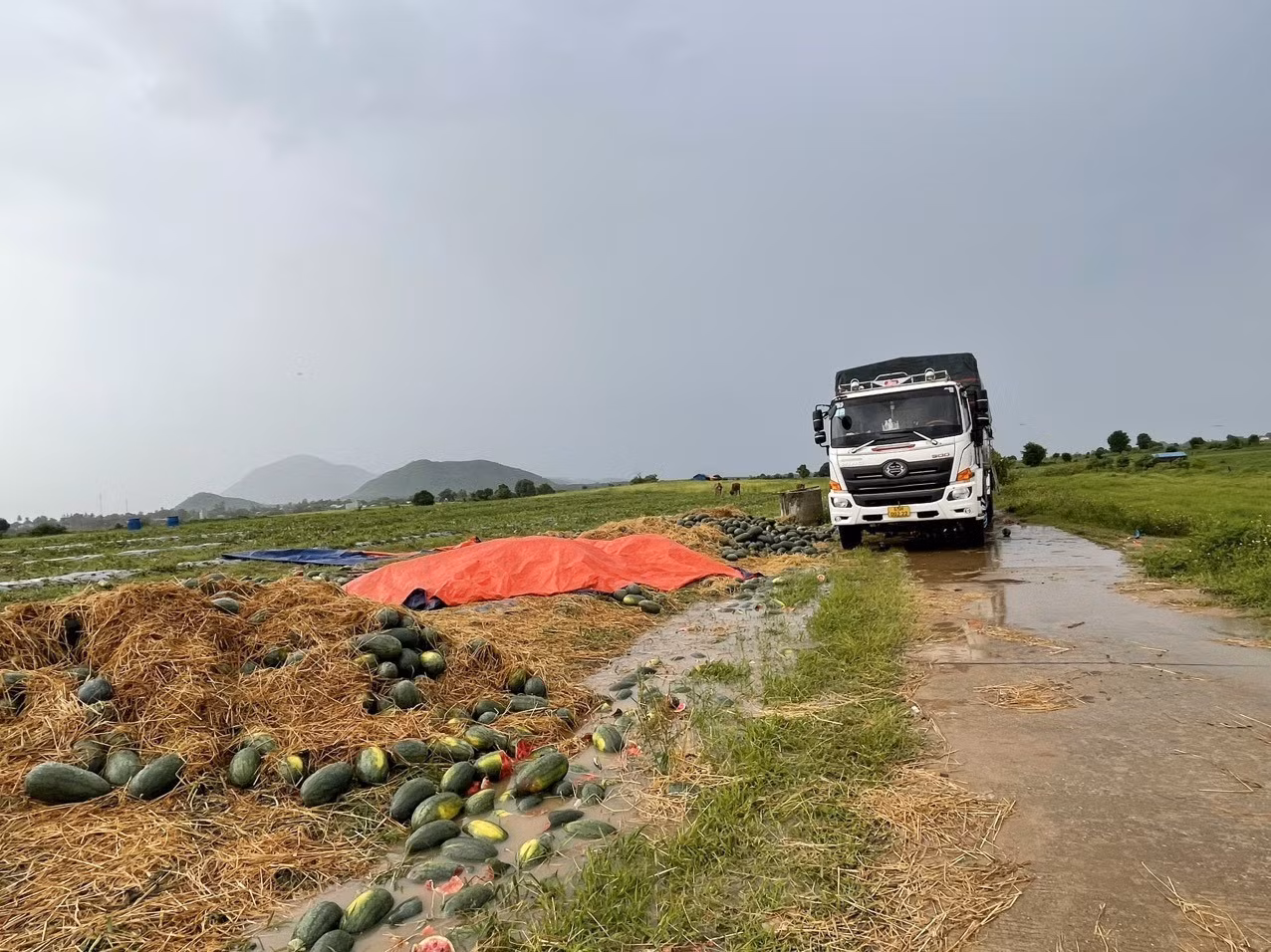 Gia Lai: Đề nghị hỗ trợ nông dân trồng dưa hấu bị thiệt hại do mưa lớn ảnh 2