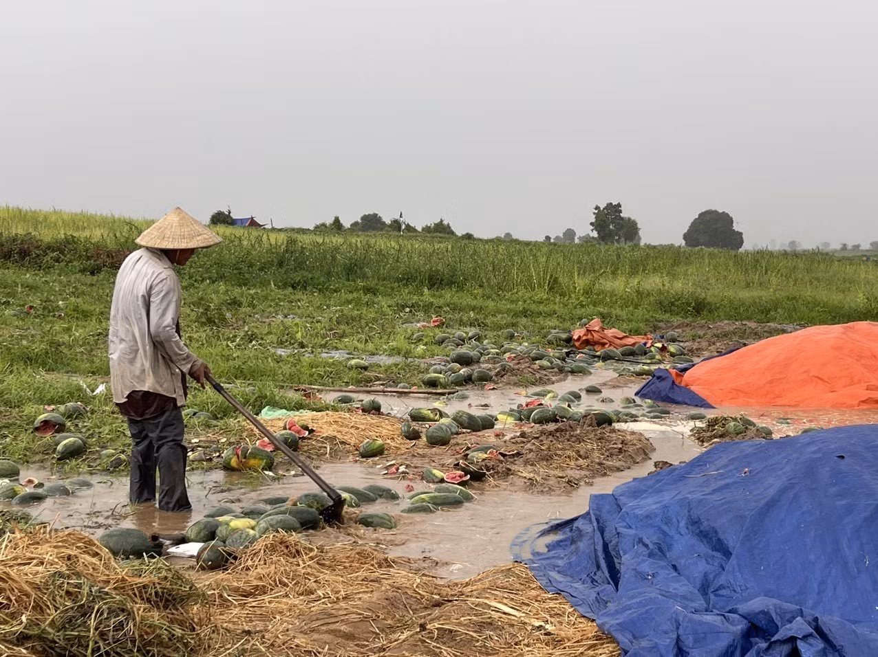Gia Lai: Đề nghị hỗ trợ nông dân trồng dưa hấu bị thiệt hại do mưa lớn ảnh 3