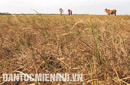Cánh đồng lúa Đông Xuân 2015 - 2016 bị chết khô do tác động của biến đổi khí hậu tại xã Lịch Hội Thượng, huyện Trần Đề (Sóc Trăng)