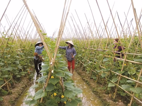 Mô hình trồng dưa chuột vụ Đông cho thu nhập khoảng 7 triệu đồng/sào