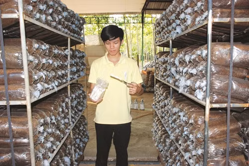 Nghề trồng nấm linh chi đem lại thu nhập cả tỷ đồng/năm cho anh Nguyễn Chí Thành