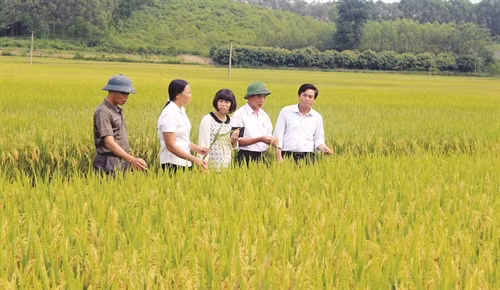 Mô hình cánh đồng mẫu trồng lúa có quy mô 20ha/cánh đồng