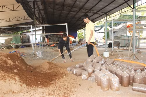 Xưởng sản xuất phôi nấm