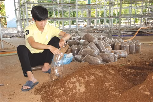 Đóng bịch phôi nấm