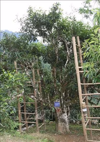 Cây chè cổ thụ 600 năm tuổi ở thôn Nậm Piên, xã Nậm Ty, huyện Hoàng Su Phì (Hà Giang) được công nhận là Cây di sản Việt Nam. Ảnh: Nguyễn Chiến-TTXVN
