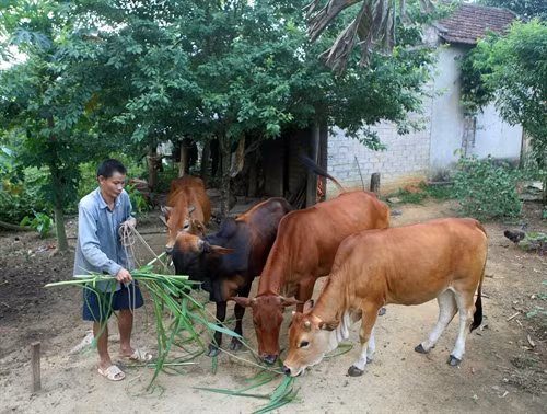 Được hỗ trợ 2 con bò từ Chương trình 135, gia đình anh Lương Văn Phú, dân tộc Thái ở xóm Phong Quang, xã Quế Sơn, huyện Quế Phong đã thoát nghèo bền vững.