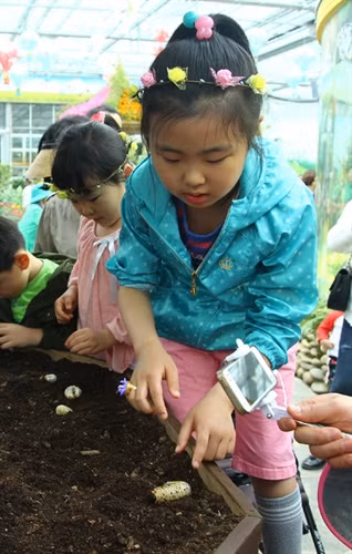 Lễ hội bướm Hampyeong thu hút du khách nhí ảnh 3