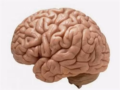 Những cách đơn giản tăng trí thông minh hiệu quả cho mọi lứa tuổi ảnh 1