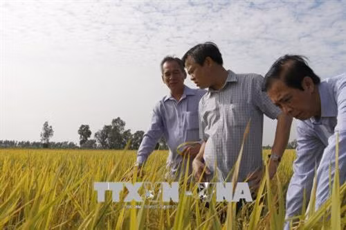 Đoàn kiểm tra mô hình cánh đồng lớn tại xã Trường Long Tây, huyện Châu Thành A. Ảnh: Hồng Thái - TTXVN