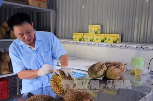 Ông Phan Tấn Phong, chủ doanh nghiệp Minh Hoàng Khôi – thương hiệu sầu riêng đầu tiên tại Đạ Huoai. Ảnh: Phạm Kha – TTXVN