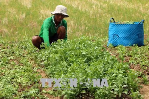 Nông dân Mỹ Tú trồng rau Tần ô trên bờ bao cho thu nhập cao. Ảnh: Trung Hiếu - TTXVN