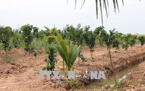 Người dân Long Phú chuyển đất trồng mía kém hiệu quả sang trồng cây ăn trái. Ảnh: Trung Hiếu - TTXVN