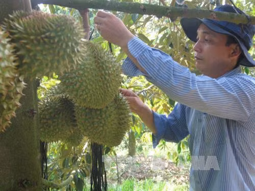 Tiền Giang trồng chuyên canh sầu riêng cho thu nhập cao. Ảnh: Minh Trí - TTXVN