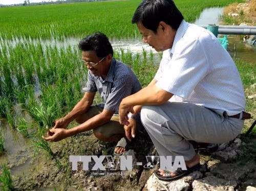 Ông Nguyễn Văn Thuận, ấp 4, xã Mỹ Đông, huyện Tháp Mười phân tích rễ cây lúa khi áp dụng sản xuất thông minh cho khách tham quan . Ảnh: Đức Nhung – TTXVN