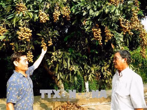 Đại diện Tập đoàn Vina T&T chia sẻ kỹ thuật trồng nhãn đạt chất lượng cao phục vụ cho thị trường khó tính với nông dân Hợp tác xã nhãn An Hoà, Đồng Tháp. Ảnh: Đức Nhung-TTXVN